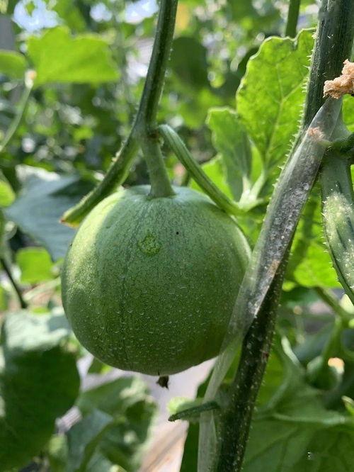 娱乐吃瓜最新瓜,神秘事件引发热议，真相即将揭晓！  第3张